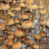 Cambodia mushroom mondo grow kit - Image 2