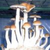 Cambodia mushroom mondo grow kit - Image 5