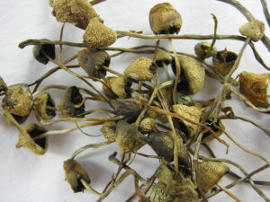 Buy psychedelics online