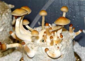 Buy Mushrooms Online
