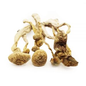Albino A+ dried psylocybin mushroom