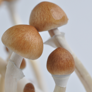 Buy B+ Cubensis strain Online