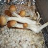 Cambodia mushroom mondo grow kit - Image 4