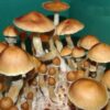 Cambodia mushroom mondo grow kit - Image 3