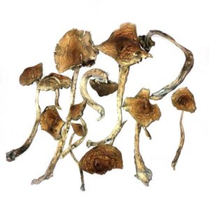 Buy Mushrooms Online
