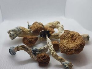 Buy mushrooms online