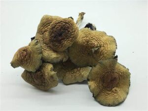 Buy Mushrooms Online