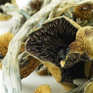Buy magic mushrooms online