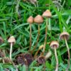 Buy Psilocybe mexicana online - Image 3