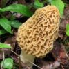 Morel Mushroom Spores