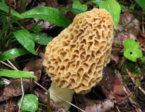 Morel Mushroom Spores