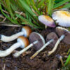 Buy Psilocybe Cubensis Spores Online - Image 2