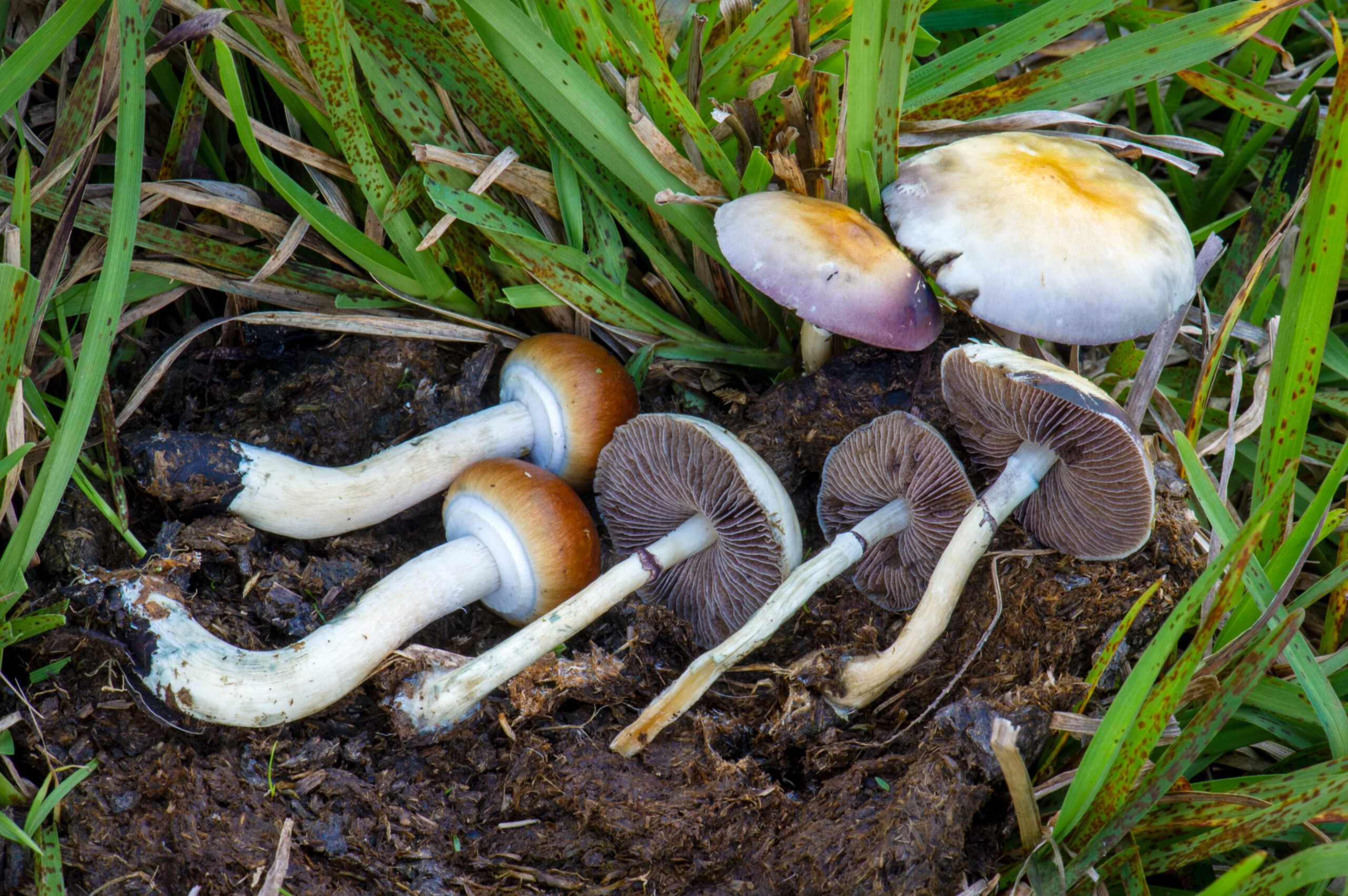 Buy Psilocybe Cubensis Spores Online - Image 2