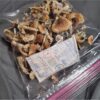 Buy Psilocybe mexicana online - Image 2