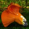Buy Lobster Mushrooms Online USA - Image 2
