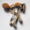 Buy Psilocybe Cubensis Spores Online