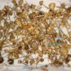 Buy Liberty Cap online Texas