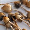 Buy Liberty Cap online Texas - Image 2