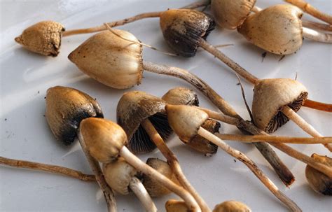 Buy Liberty Cap online Texas - Image 2