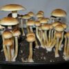 Buy Psilocybe cubensis USA - Image 2