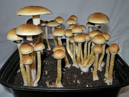 Buy Psilocybe cubensis USA - Image 2