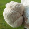 buy Lion's Mane Mushroom Extract Powder