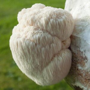 buy Lion's Mane Mushroom Extract Powder