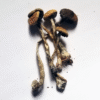 Buy Psilocybe mexicana online