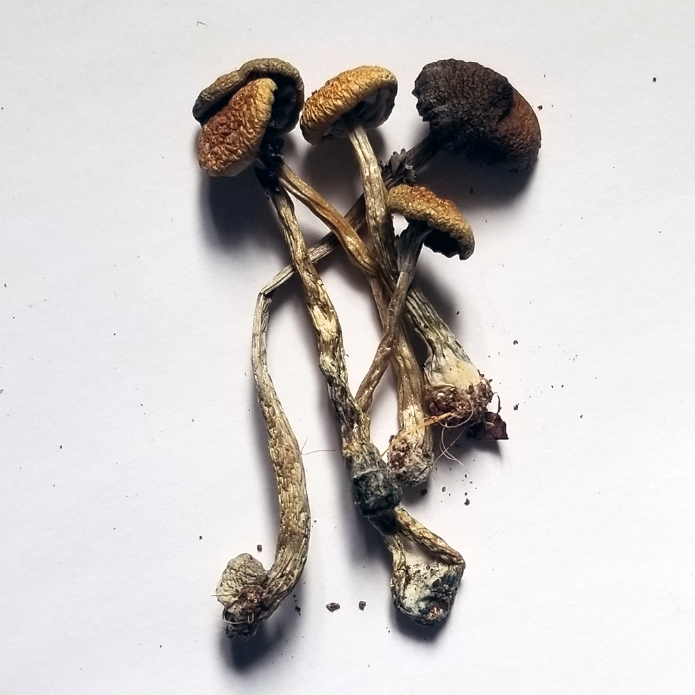 Buy Psilocybe mexicana online