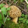 Morel Mushroom Spores - Image 2